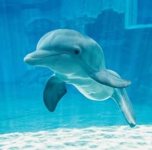 Meet your Posher, Robin